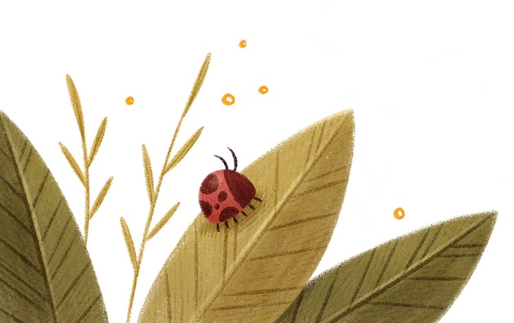 ladybug